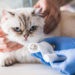 Comment soigner plaie patte chat ?