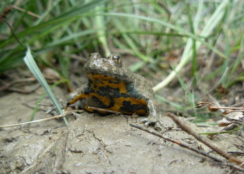 Quelles sont les 8 classes des oiseaux ?