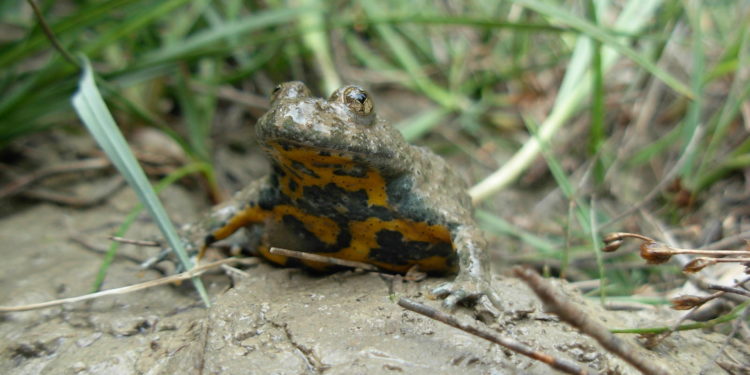 Quelles sont les 8 classes des oiseaux ?