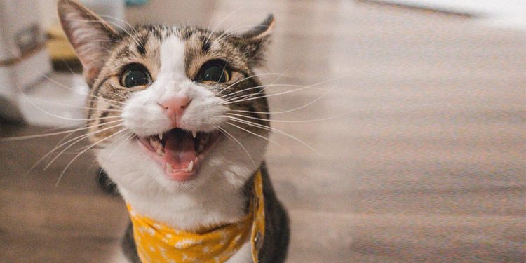 Comment interpréter les miaulements d'un chat ?