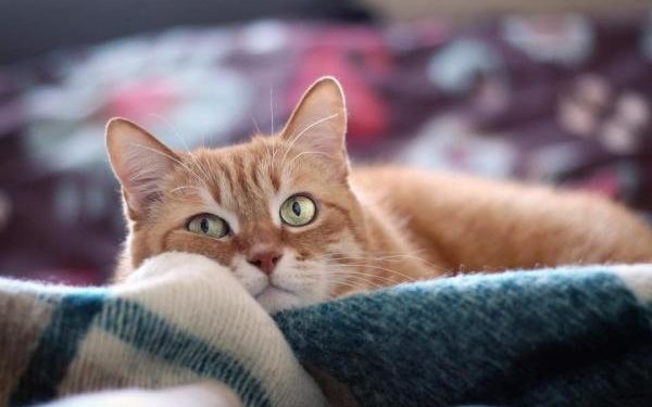 Est-ce normal qu'un chat respire vite ?