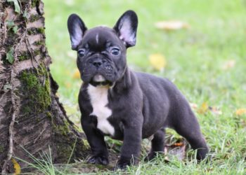 Comment inscrire une portée de chiots au LOF ?