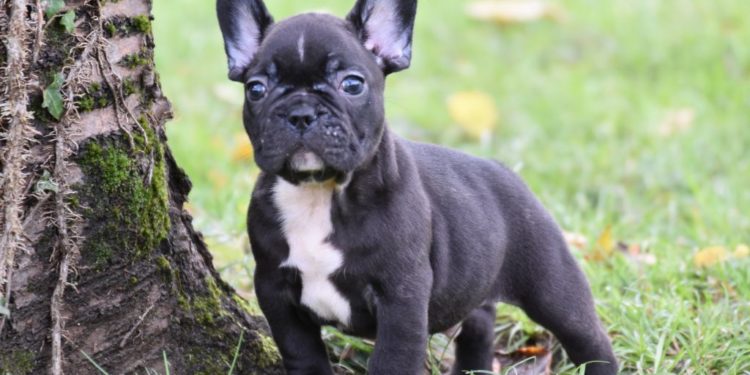 Comment inscrire une portée de chiots au LOF ?