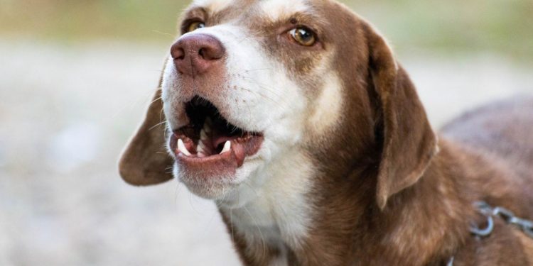 Comment savoir si un chien s'est fait prendre ?