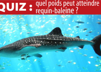 Quel poids peut atteindre un cerf ?