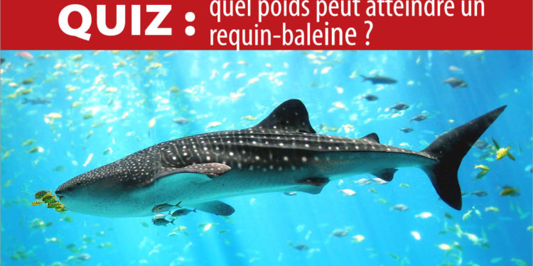 Quel poids peut atteindre un cerf ?