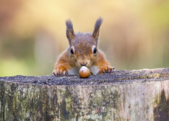Comment avoir un écureuil ?