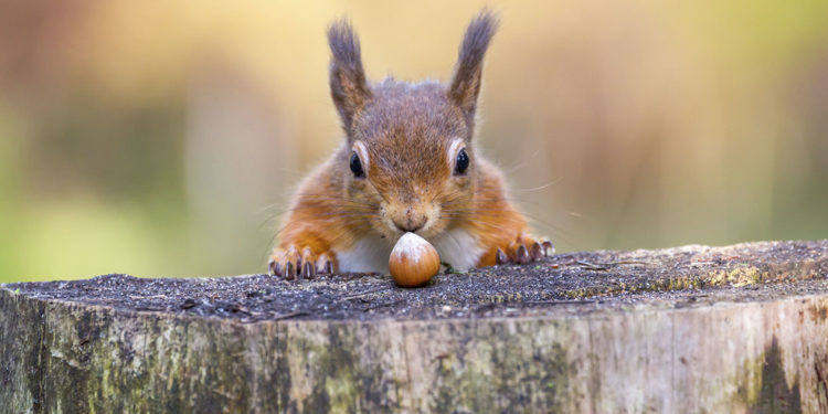 Comment avoir un écureuil ?
