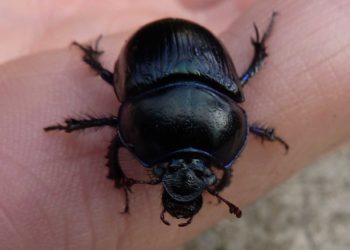 Comment identifier un coléoptère ?
