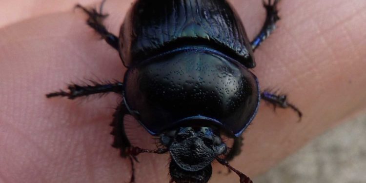 Comment identifier un coléoptère ?