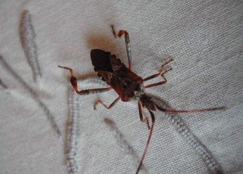 Comment identifier un insecte volant ?