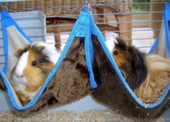 Quel Hamac pour Cochon d'Inde ?
