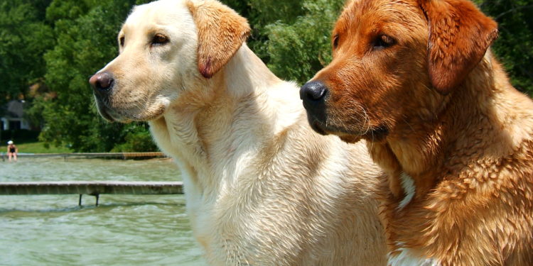 Quels sont les inconvénients d'avoir un chien ?