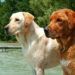 Quels sont les inconvénients d'avoir un chien ?