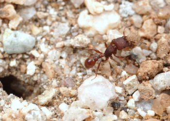 Pourquoi les fourmis sortent les oeufs ?