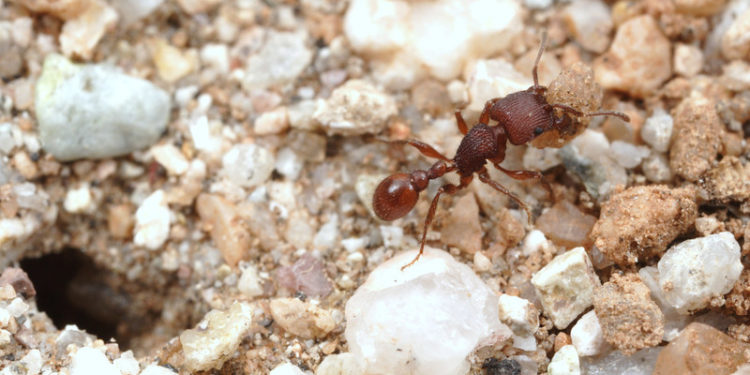 Pourquoi les fourmis sortent les oeufs ?