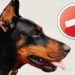 Pourquoi couper les oreilles des Beaucerons ?