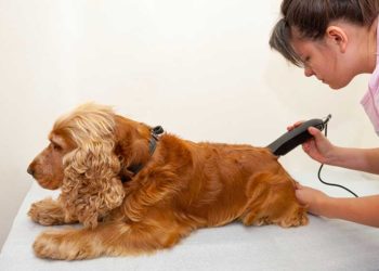 Pourquoi ne Faut-il pas tondre un chien ?