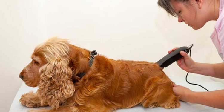 Pourquoi ne Faut-il pas tondre un chien ?