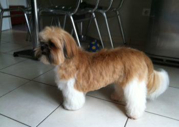 Comment tondre mon Shih Tzu ?
