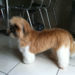 Comment tondre mon Shih Tzu ?