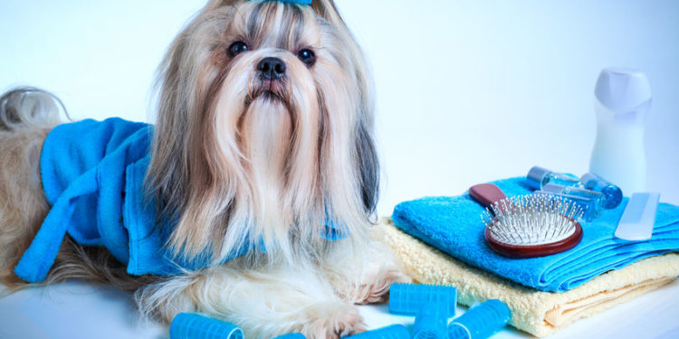 Comment toiletter un Shih Tzu Soi-même ?