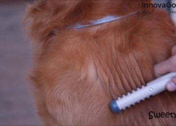 Comment enlever les nœuds d'un Yorkshire ?