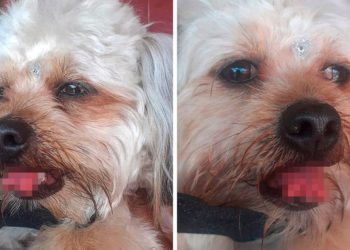 Puis-je couper les poils de mon chien ?