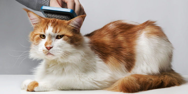 Comment couper les poils sous les pattes d'un chien ?