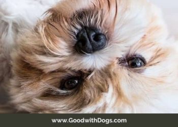 Quelle est la différence entre un Yorkshire et un Yorkshire terrier ?