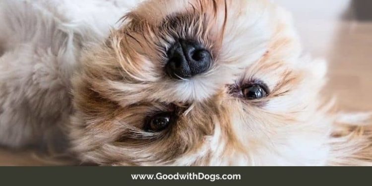 Quelle est la différence entre un Yorkshire et un Yorkshire terrier ?