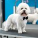 Comment toiletter la tête d'un bichon ?