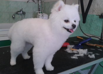 Quand couper les poils d'un Spitz ?