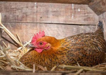 Comment faire couver des œufs sans poule ?