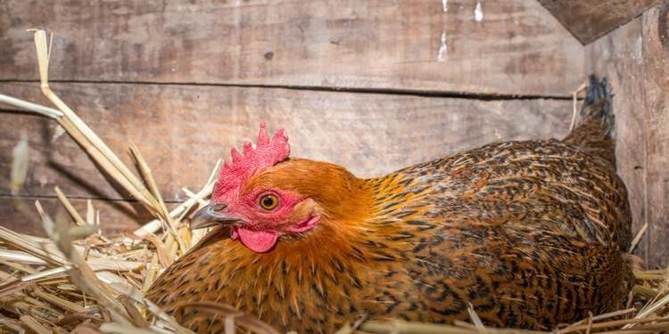 Comment faire couver des œufs sans poule ?