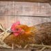 Comment faire couver des œufs sans poule ?
