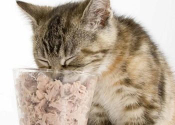 Est-ce que les chats peuvent sourire ?