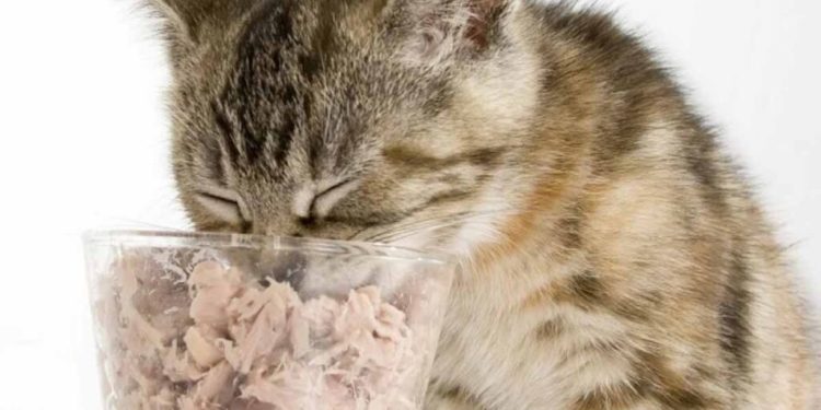 Est-ce que les chats peuvent sourire ?