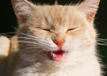 Est-ce grave si mon chat éternue ?