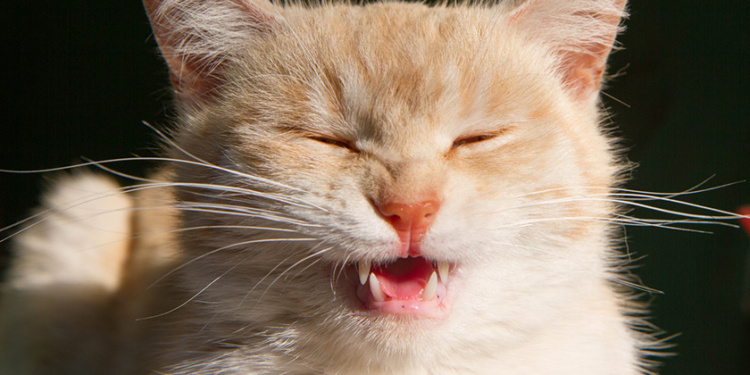 Est-ce grave si mon chat éternue ?