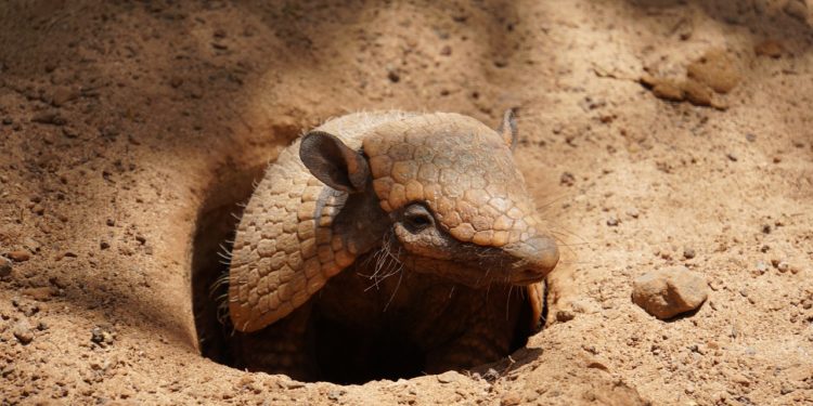 Quel animal se met en boule quand il a peur ?