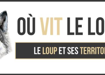 Où vit le tamanoir ?