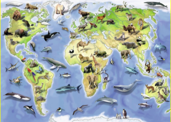 Où vivent les tatous ?