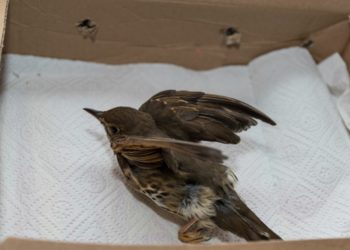 Où déposer un oiseau blessé ?