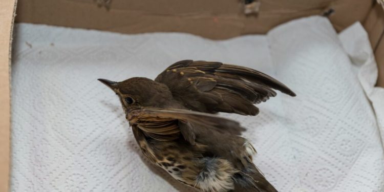 Où déposer un oiseau blessé ?