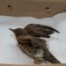 Où déposer un oiseau blessé ?