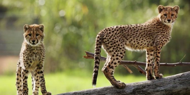 Pourquoi le guépard est l'animal le plus rapide ?