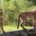 Pourquoi le guépard est l'animal le plus rapide ?