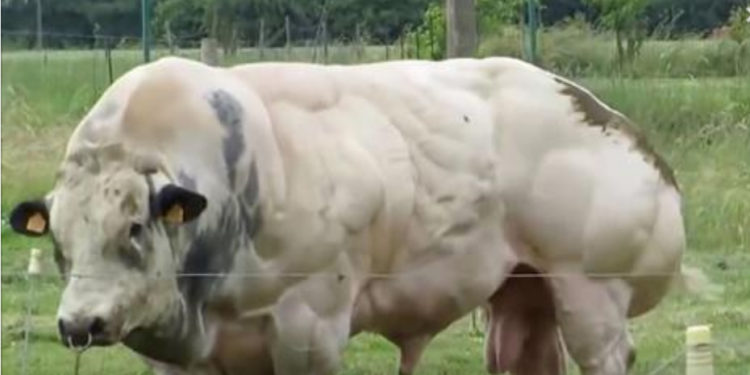 Est-ce que le taureau se mange ?