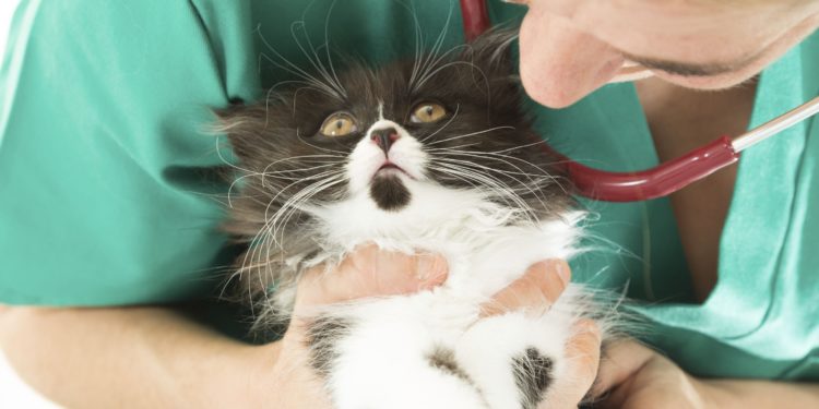 Pourquoi mon chat a du mal à respirer ?